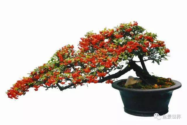 澳彩狀元紅97049cm查詢，探索彩票背后的秘密，探索彩票背后的秘密，澳彩狀元紅97049cm查詢揭秘