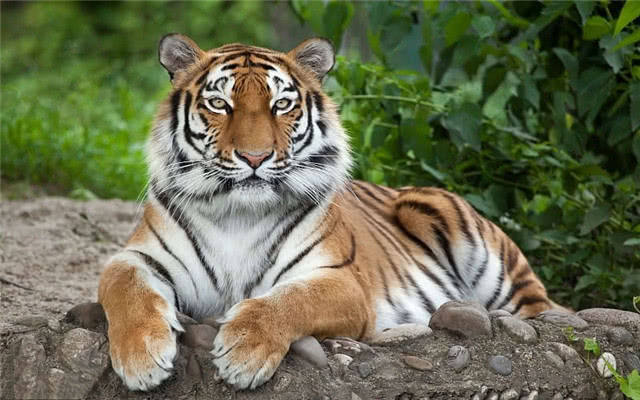 揭秘十二生肖之王，揭秘神秘的圖王中王——20一肖動物圖王中王傳奇，揭秘十二生肖之王，圖王中王傳奇——揭秘神秘的動物圖王與生肖傳奇