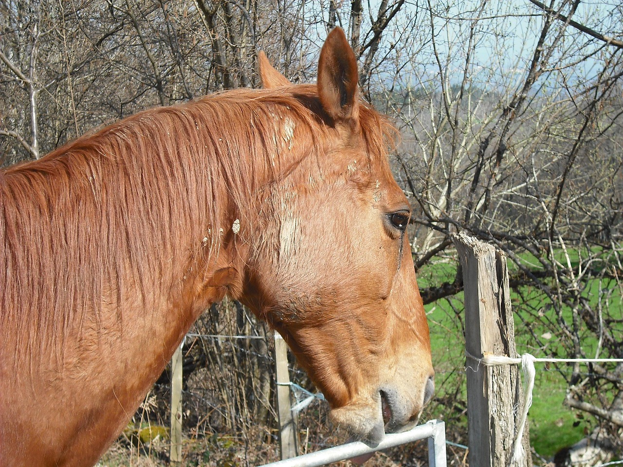 澳門四不像特馬，探索神秘與獨特之處，澳門四不像特馬，神秘獨特之處的探索