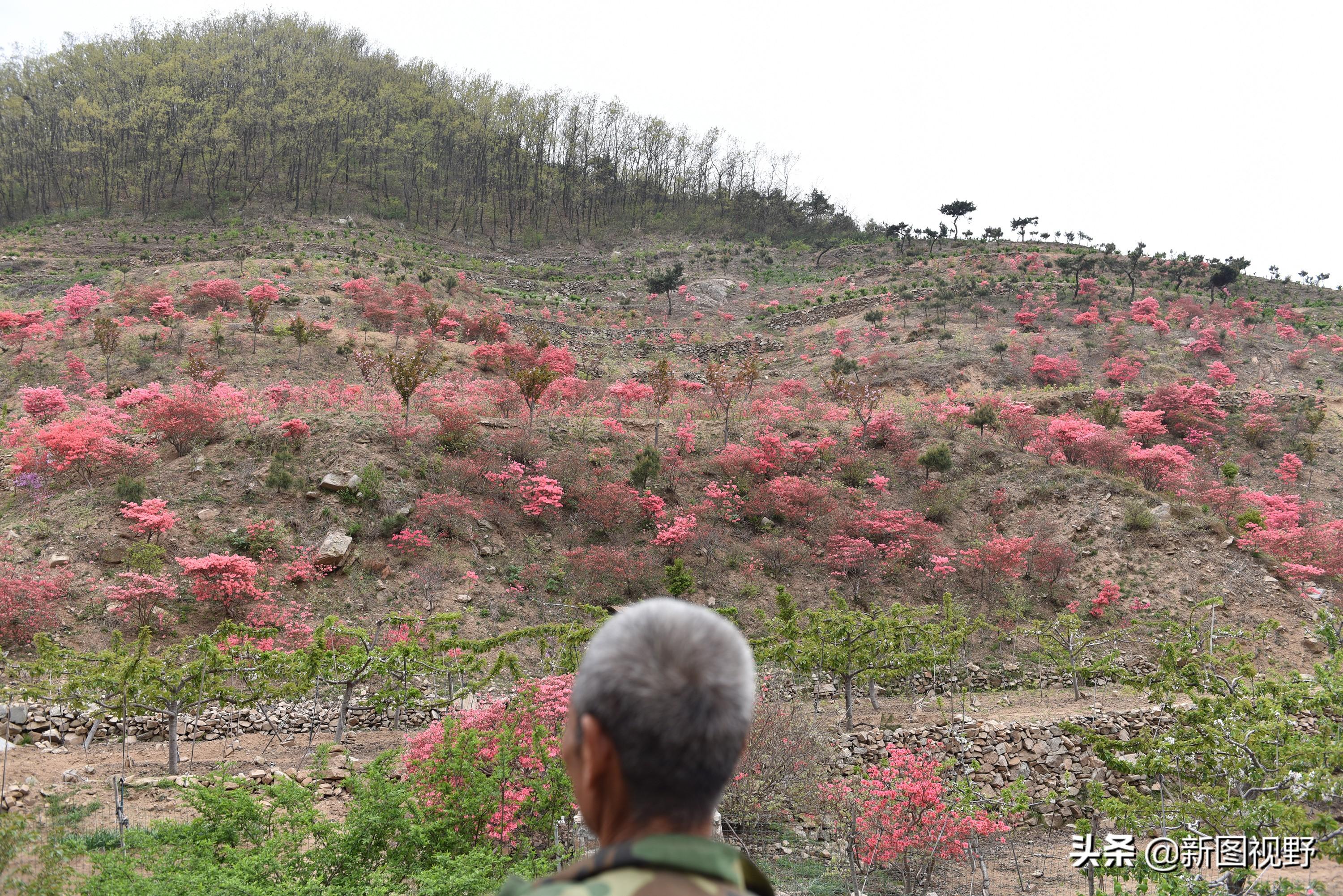 民兵會發(fā)放21式迷彩服嗎？解讀相關(guān)情況，關(guān)于民兵是否會發(fā)放21式迷彩服的解讀